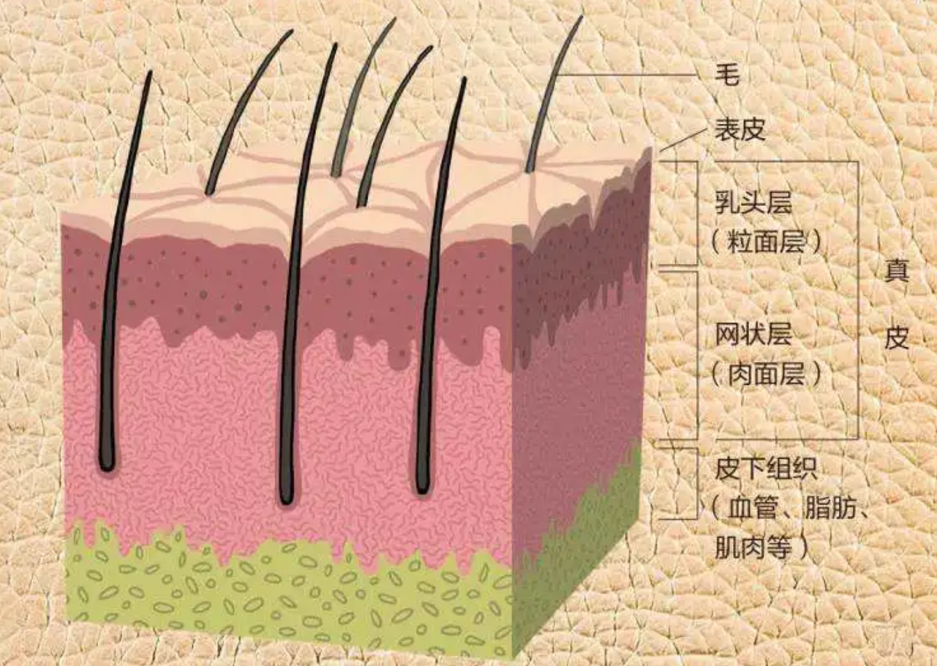 定型機(jī),涂層機(jī),地毯機(jī),地毯背膠機(jī),靜電植絨機(jī)